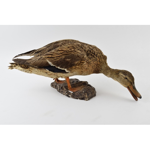 278 - Vintage French taxidermy model of a duck, mounted onto a base, 44cm wide.