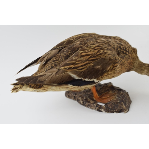 278 - Vintage French taxidermy model of a duck, mounted onto a base, 44cm wide.