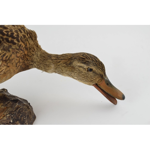 278 - Vintage French taxidermy model of a duck, mounted onto a base, 44cm wide.