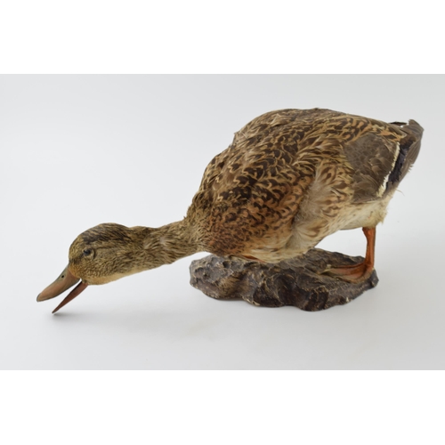 278 - Vintage French taxidermy model of a duck, mounted onto a base, 44cm wide.