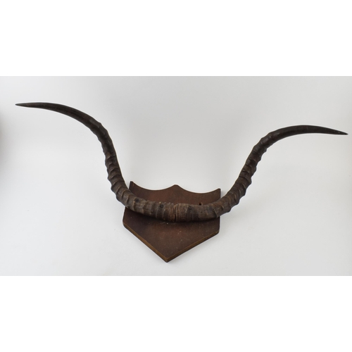 279 - A set of 20th century Belgian congo mounted pair of horns / antlers on wooden shield, 82cm wide.