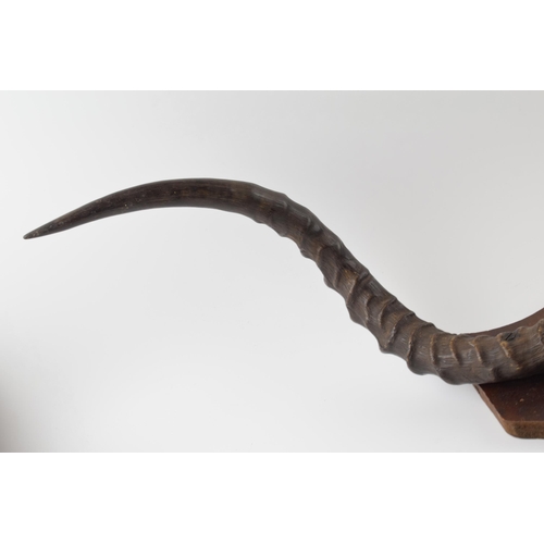 279 - A set of 20th century Belgian congo mounted pair of horns / antlers on wooden shield, 82cm wide.