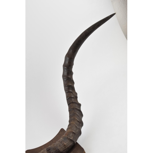 279 - A set of 20th century Belgian congo mounted pair of horns / antlers on wooden shield, 82cm wide.