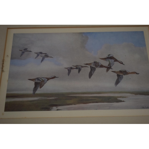 270 - A framed collection of Peter Scott bird scene prints of varying locations and years, size of images ... 