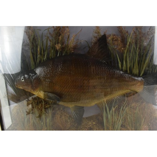 274 - Cased taxidermy Bream. A good example of a Bream in naturalist river bed setting mounted in bow fron... 