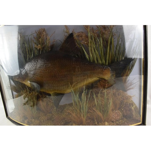 274 - Cased taxidermy Bream. A good example of a Bream in naturalist river bed setting mounted in bow fron... 