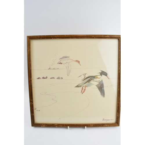 529 - Pair of early 20th century prints of Mergansers ducks and a Gadwell duck. 31cm x 31cm including fram... 