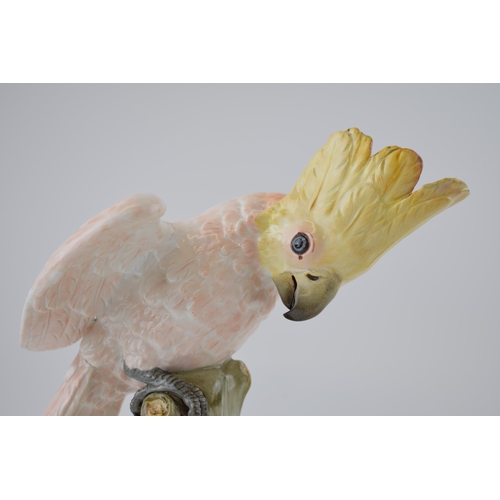 125 - A pair of Meissen figures in the forms of a cockatoo, circa 1900, naturalistically modelled, crossed... 