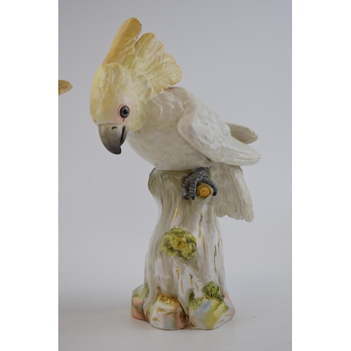 125 - A pair of Meissen figures in the forms of a cockatoo, circa 1900, naturalistically modelled, crossed... 