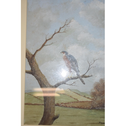 262 - Three original artwork of birds, Temminck's Stint and Sparrowhawk by artist Fishhawk together with a... 