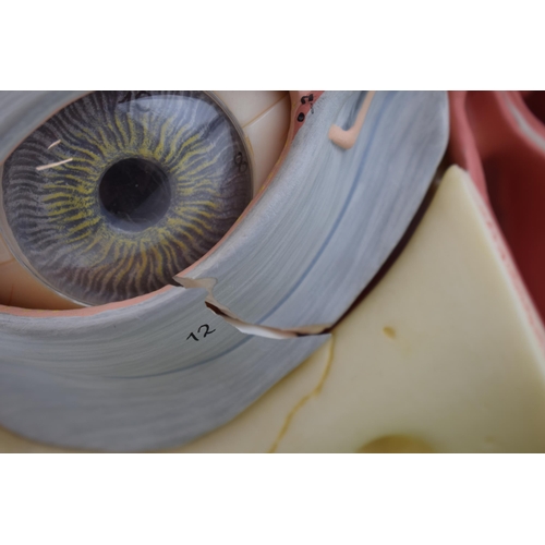 Medical / scientific 'Model of an Eye' by Adam Rouilly, London. Made in ...