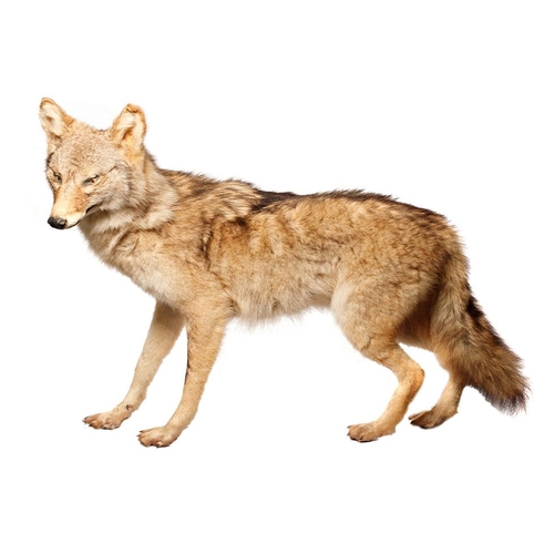 293 - Taxidermy: a Coyote facing left, standing on all 4 legs, with glass eyes, 100cm long.