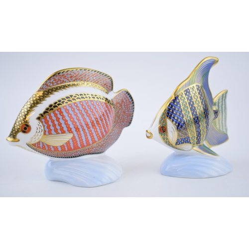 65 - Two Royal Crown Derby Tropical Fish to include Angel Fish and Gourami. Both with gold stoppers. Heig... 