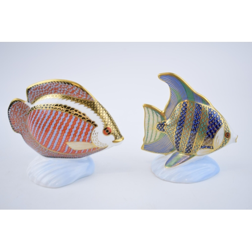 65 - Two Royal Crown Derby Tropical Fish to include Angel Fish and Gourami. Both with gold stoppers. Heig... 