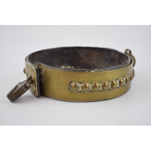 264 - An antique brass dog collar with ball decoration, sliding buckle and original leather insert. Period... 