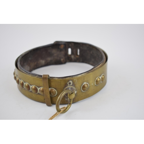 264 - An antique brass dog collar with ball decoration, sliding buckle and original leather insert. Period... 