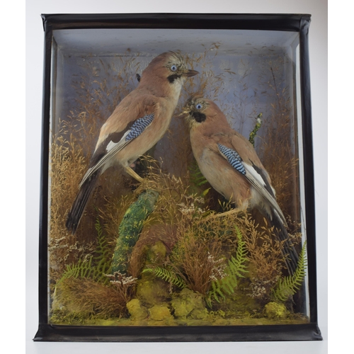 291 - Taxidermy: a cased pair of Jays set amongst naturalistic setting and foliage, circa early to mid 20t... 