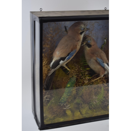 291 - Taxidermy: a cased pair of Jays set amongst naturalistic setting and foliage, circa early to mid 20t... 