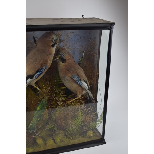 291 - Taxidermy: a cased pair of Jays set amongst naturalistic setting and foliage, circa early to mid 20t... 