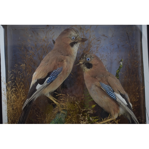 291 - Taxidermy: a cased pair of Jays set amongst naturalistic setting and foliage, circa early to mid 20t... 