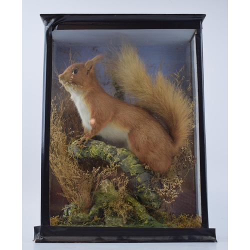 292 - Taxidermy: a red squirrel set amongst naturalistic setting, with good colour, cased and glazed, 26cm... 