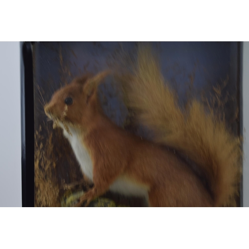 292 - Taxidermy: a red squirrel set amongst naturalistic setting, with good colour, cased and glazed, 26cm... 