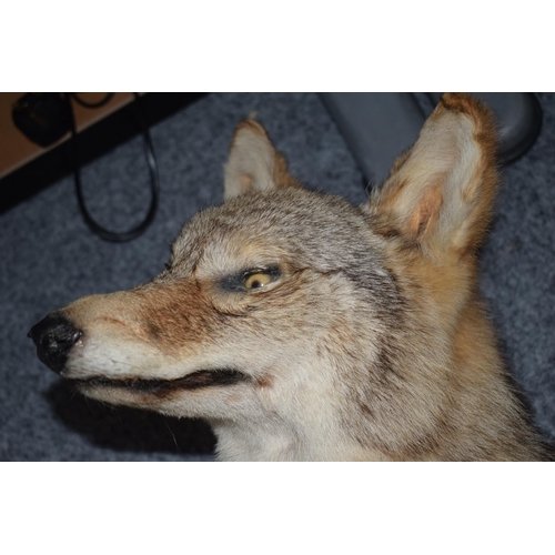293 - Taxidermy: a Coyote facing left, standing on all 4 legs, with glass eyes, 100cm long.