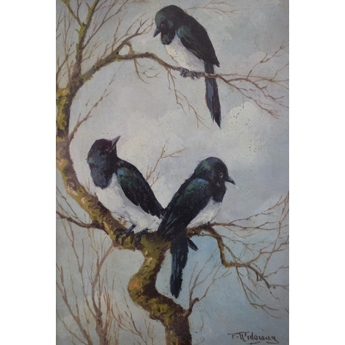 313 - A pair of painting by F. Ridgway 'Young Magpies' and 'Young Rooks' Signed and dated 1931 to reverse.... 