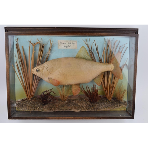 475 - A cased cast of a roach fish, 1 lb 8 oz, Langford, set amongst naturalistic setting, 52cm x 37cm.