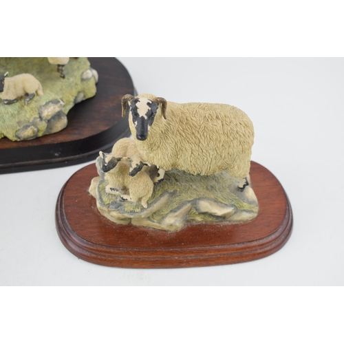 141 - Border Fine Arts to include sheep tableaus such as a Herdwick Ewe and Lamb, plus 2 others (3).