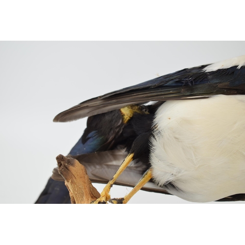 584 - A vintage taxidermy Magpie on stand (Height 38cm)  together with a Stoat / Weasel (Length 19cm)