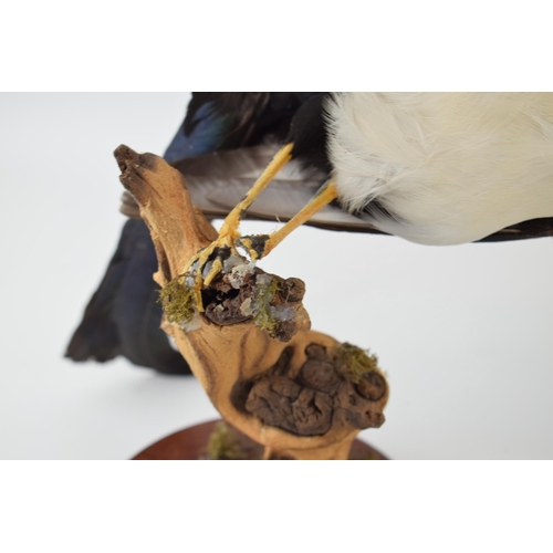 584 - A vintage taxidermy Magpie on stand (Height 38cm)  together with a Stoat / Weasel (Length 19cm)