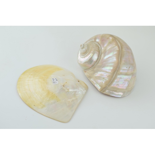 623 - Two good examples of mother of pearl sea shells. 7cm x 14cm. Weight 1022 grams.