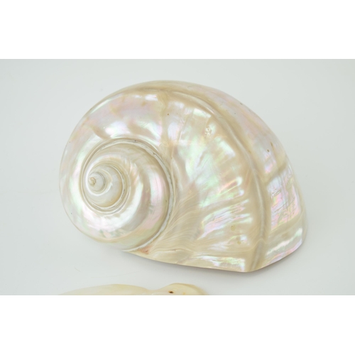 623 - Two good examples of mother of pearl sea shells. 7cm x 14cm. Weight 1022 grams.