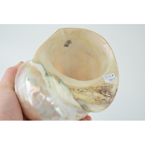 623 - Two good examples of mother of pearl sea shells. 7cm x 14cm. Weight 1022 grams.