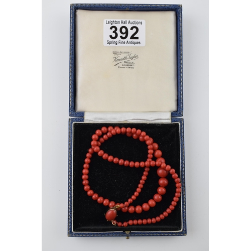 392 - A quality set of untreated Sardinian coral graduated beads, presented as a necklace on an 18ct gold ... 