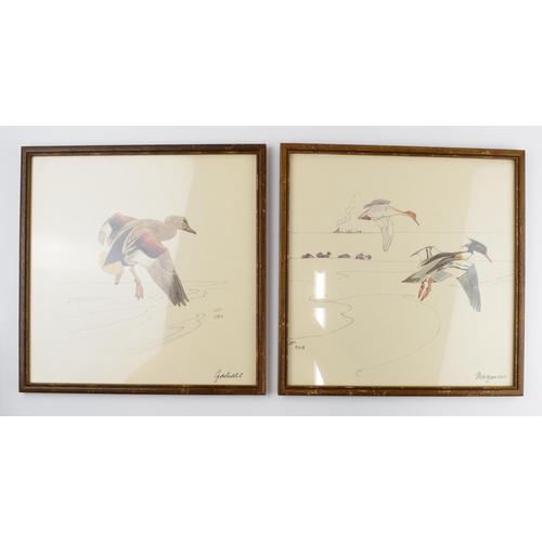 223 - Pair of early 20th century prints of Mergansers ducks and a Gadwell duck. 31cm x 31cm including fram... 