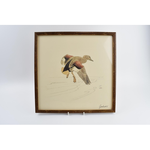 223 - Pair of early 20th century prints of Mergansers ducks and a Gadwell duck. 31cm x 31cm including fram... 