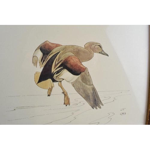 223 - Pair of early 20th century prints of Mergansers ducks and a Gadwell duck. 31cm x 31cm including fram... 