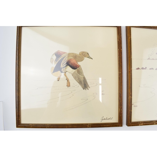 223 - Pair of early 20th century prints of Mergansers ducks and a Gadwell duck. 31cm x 31cm including fram... 