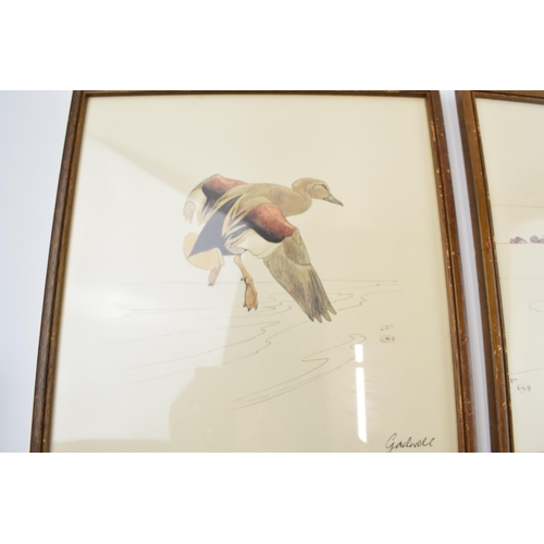 223 - Pair of early 20th century prints of Mergansers ducks and a Gadwell duck. 31cm x 31cm including fram... 