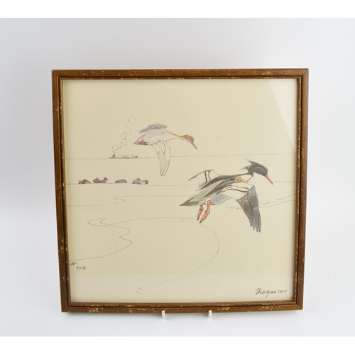 223 - Pair of early 20th century prints of Mergansers ducks and a Gadwell duck. 31cm x 31cm including fram... 