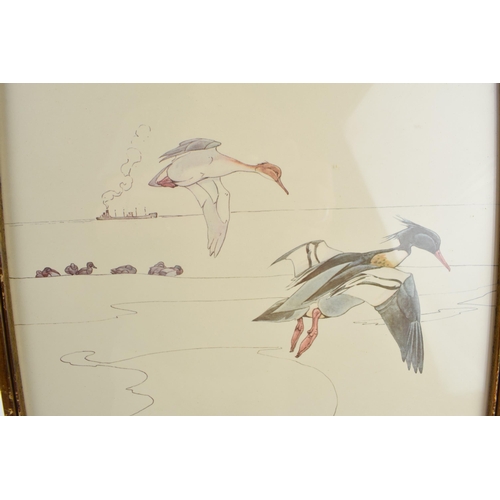 223 - Pair of early 20th century prints of Mergansers ducks and a Gadwell duck. 31cm x 31cm including fram... 