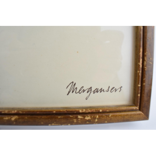 223 - Pair of early 20th century prints of Mergansers ducks and a Gadwell duck. 31cm x 31cm including fram... 