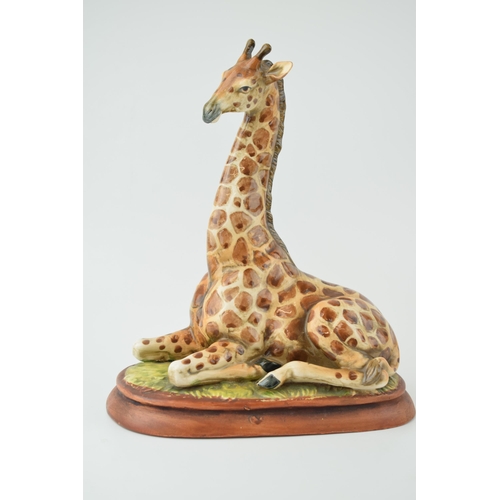 292 - Sitzendorf Giraffe in seated pose. Height 24cm.