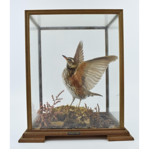 503 - A cased taxidermy Redwing, set in naturalistic setting, wings outstretched, 28x23x33cm tall, in wood... 