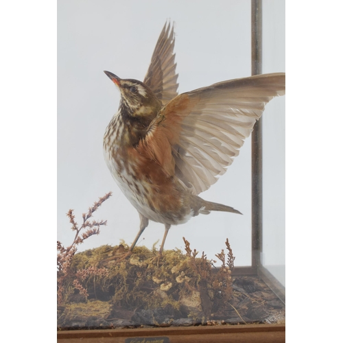 503 - A cased taxidermy Redwing, set in naturalistic setting, wings outstretched, 28x23x33cm tall, in wood... 