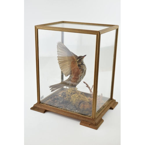 503 - A cased taxidermy Redwing, set in naturalistic setting, wings outstretched, 28x23x33cm tall, in wood... 