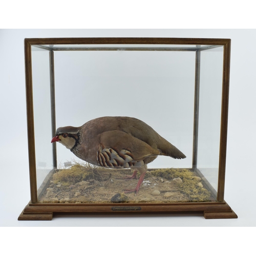 504 - A cased taxidermy French Partridge / Red Legged Partridge, set in naturalistic setting, 41x29x33cm t... 