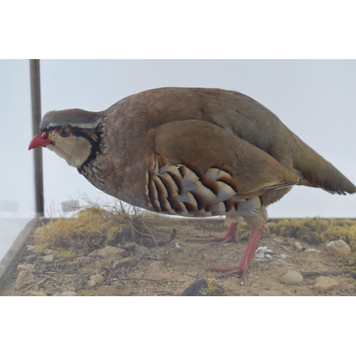 504 - A cased taxidermy French Partridge / Red Legged Partridge, set in naturalistic setting, 41x29x33cm t... 